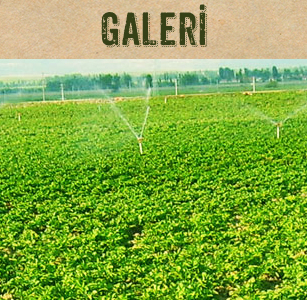 Galeri